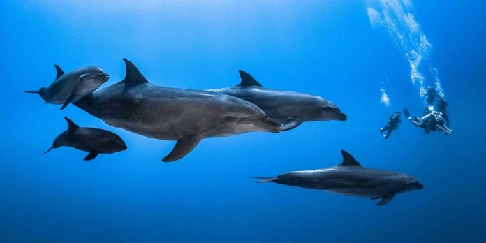 Why Should You Avoid Swimming with Wild Dolphins